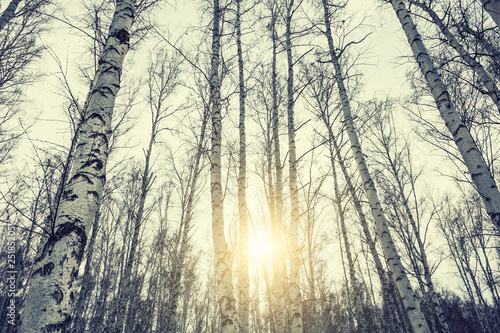 Winter birch forest at sunset.