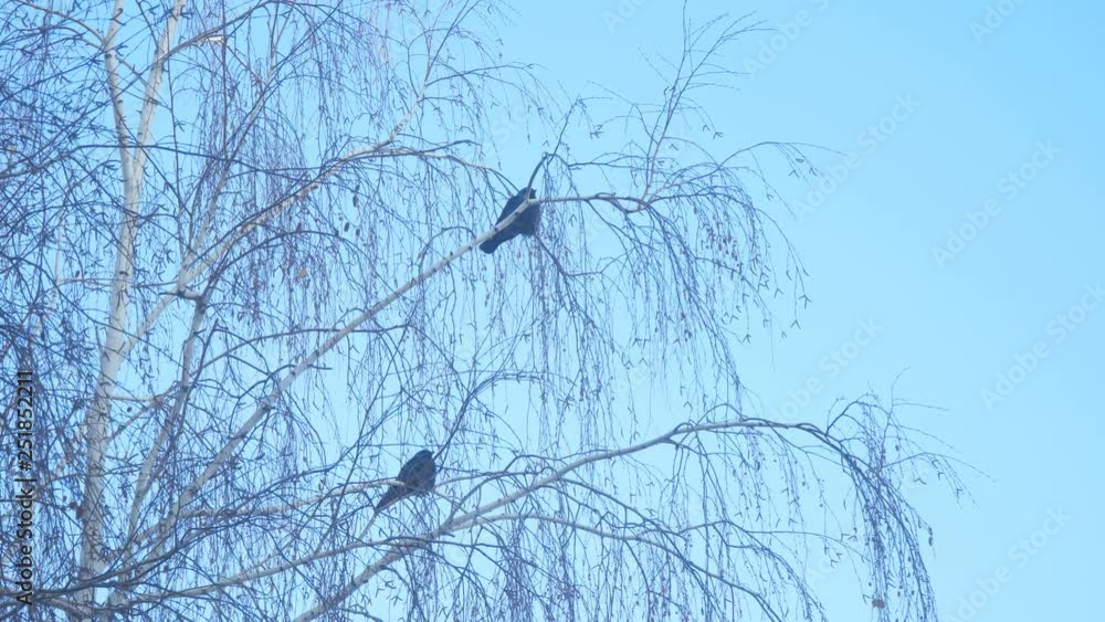 Jackdaw sitting on the branch of a birch on a background of blue sky Jackdaw sitting on the branch of a birch on a background of blue sky