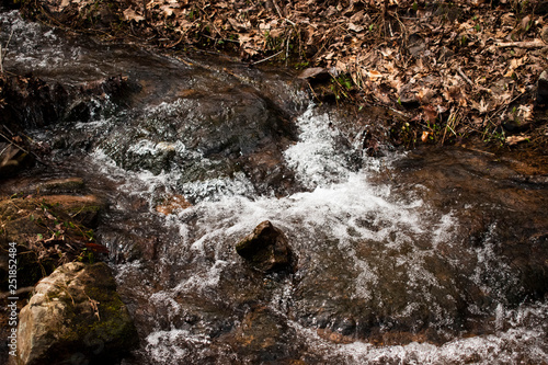 stream in the forest