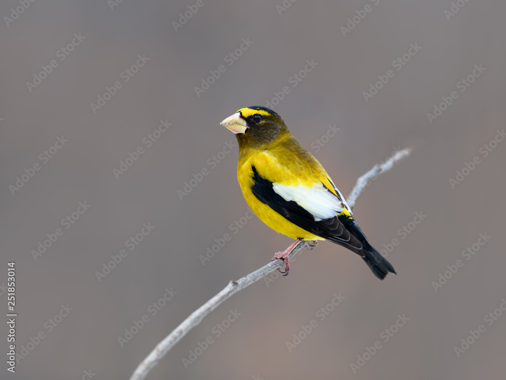 Male Evening Grosbeak in Winter, Portrait Male Evening Grosbeak in Winter, Portrait