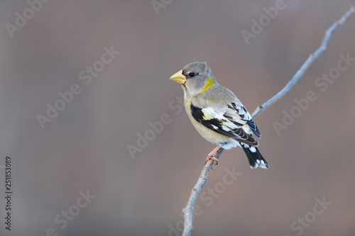 Female Evening Grosbeak in Winter, Portrait