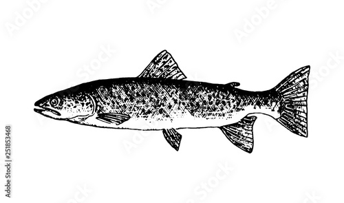 Vector hand drawn Fishes sketch illustration on white background