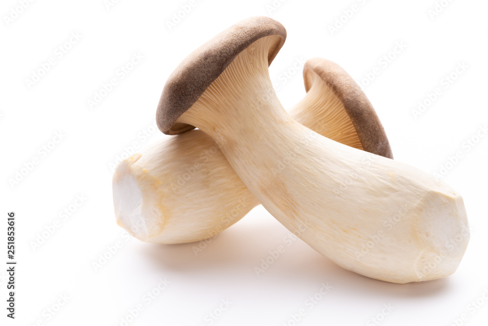 King oyster mushroom on white background. King oyster mushroom on white background.