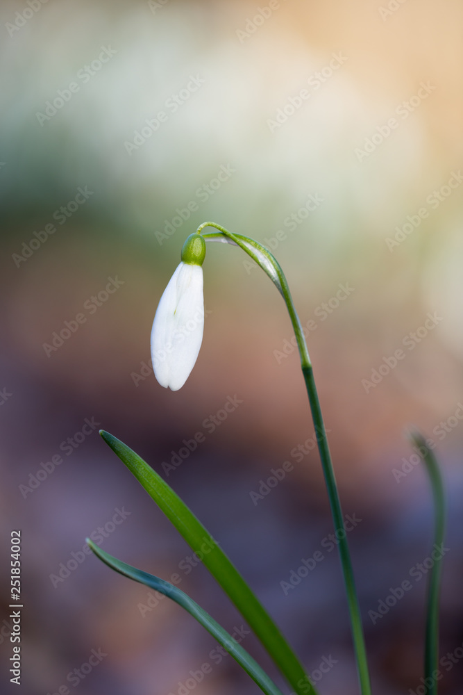 Spring flower snowdrop is the first flower in the end of winter and the beginning of spring. Spring flower snowdrop is the first flower in the end of winter and the beginning of spring.