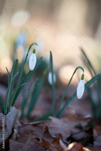  Spring flower snowdrop is the first flower in the end of winter and the beginning of spring.