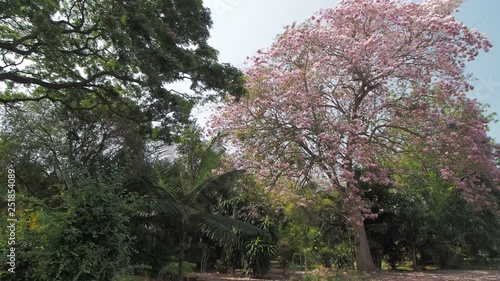 Beautiful Pink Trumpet Tree or Tabebuia Rosea blossom, view panning on top tree, Chompu Pantip Road, Kasetsart University, Kamphaeng Saen Campus, Nakhon Pathom, Thailand. photo