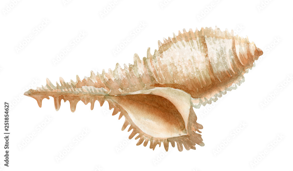 Hand drawn watercolor seashell on white background Hand drawn watercolor seashell on white background