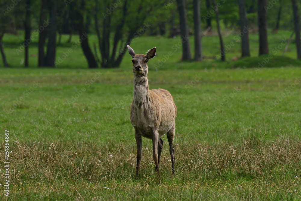 buckskin grazing and walking on the grass meadow 
