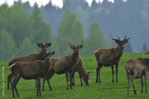 Herd of deer  and doe grazing and walking on the grass meadow 