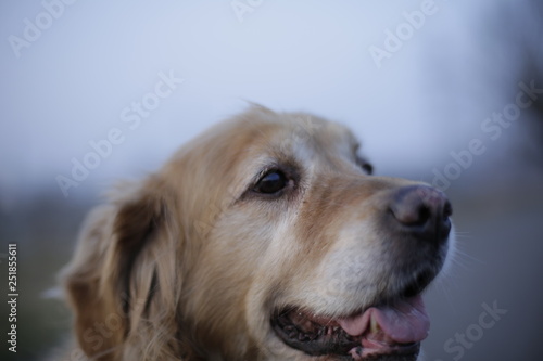 A beautiful  happy golden retriever. The dog is looking straight ahead. A nice  friendly look. Brown  biscuit  cream coat color. Dog during a winter walk. Meadow  road in the background.