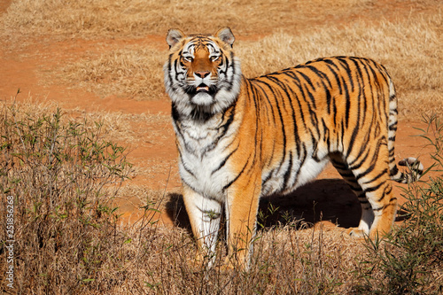 Alert Bengal tiger (Panthera tigris bengalensis) in early morning light.