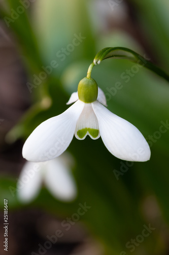 Galanthus woronowii Woronow-Schneeglöckchen Makro photo