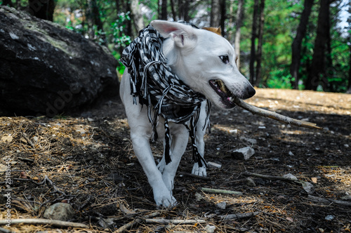 dog in scarf