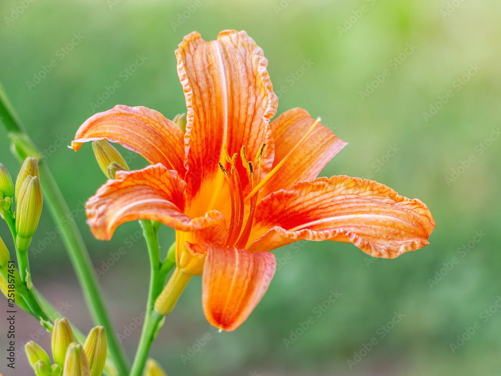 Obraz premium Orange lily in the garden on a green blurry background_