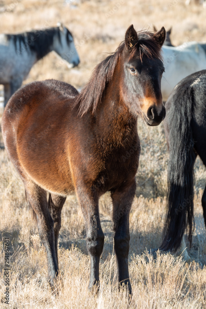 Fototapeta premium Wild Horse Foal in Winter in Utah