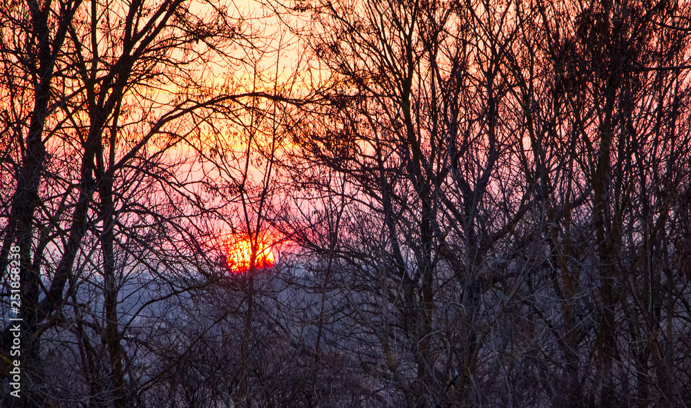 Sunset among dense trees. Evening landscape with the sun, which looks through the trees_ Sunset among dense trees. Evening landscape with the sun, which looks through the trees_