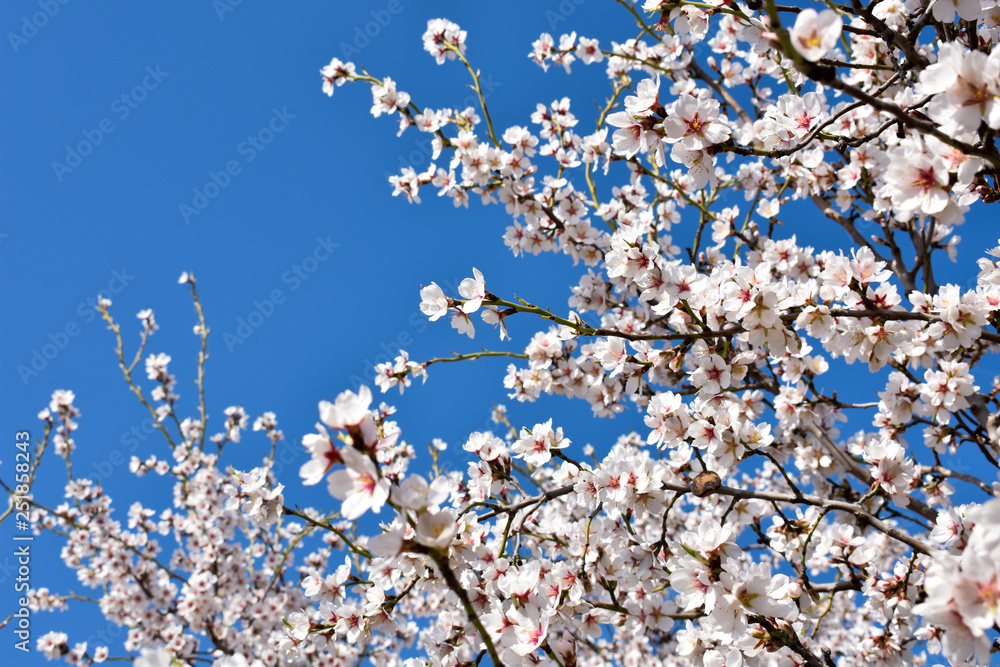 some almond white flowers at the end of branches of an almond tree in a spring day with a floral background plenty of flowers of the springtime