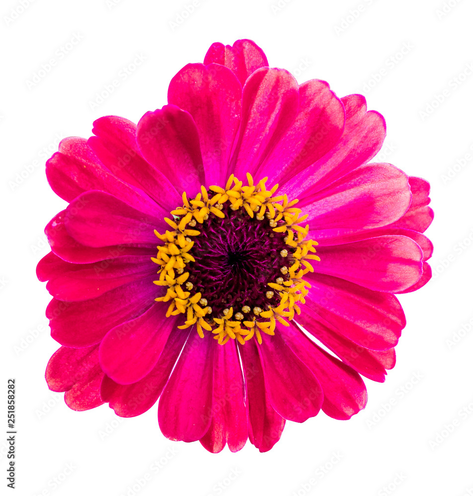 Pink flower zinnia on a white isolated background_ Pink flower zinnia on a white isolated background_