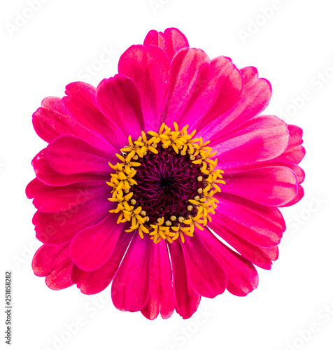 Pink flower zinnia on a white isolated background_