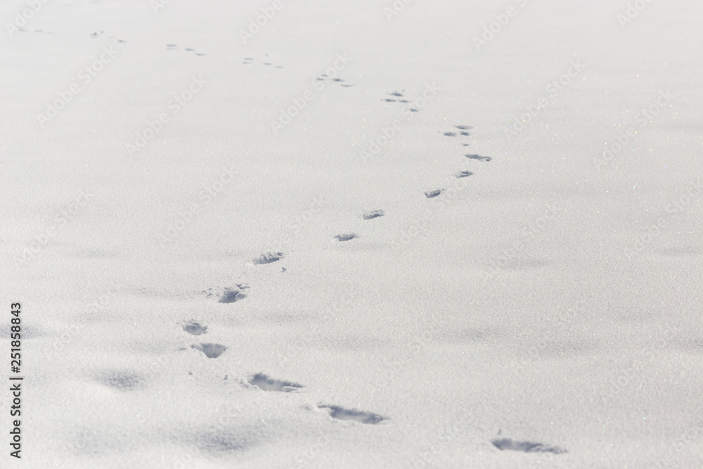 traces of shoes on a background of snow