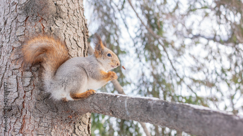 Squirrel with a fluffy tail eating nuts on a tree branch in the winter.