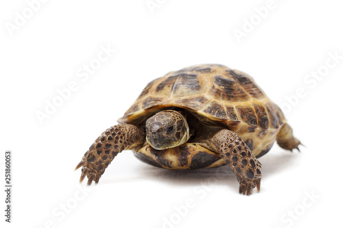 Central Asian land tortoise, turtle on white background