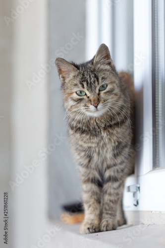 Cute cat sitting on the windowsill