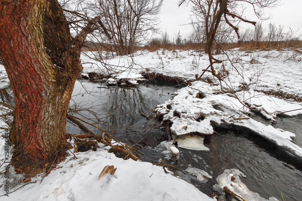 The trunk of the leafless tree on the coast of snowy forest creek at the winter time The trunk of the leafless tree on the coast of snowy forest creek at the winter time