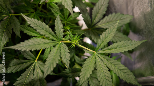 growing medical marijuana indoor