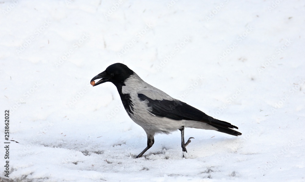 Fototapeta premium crow on snow