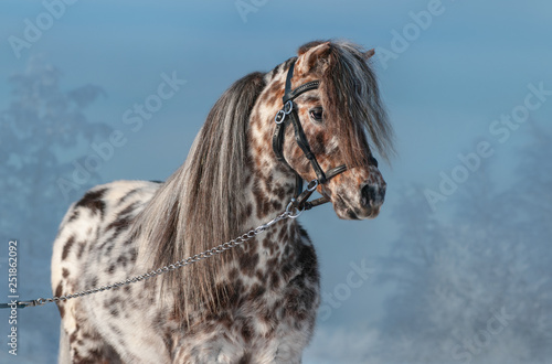 Portrait of Appaloosa miniature horse at winter time.