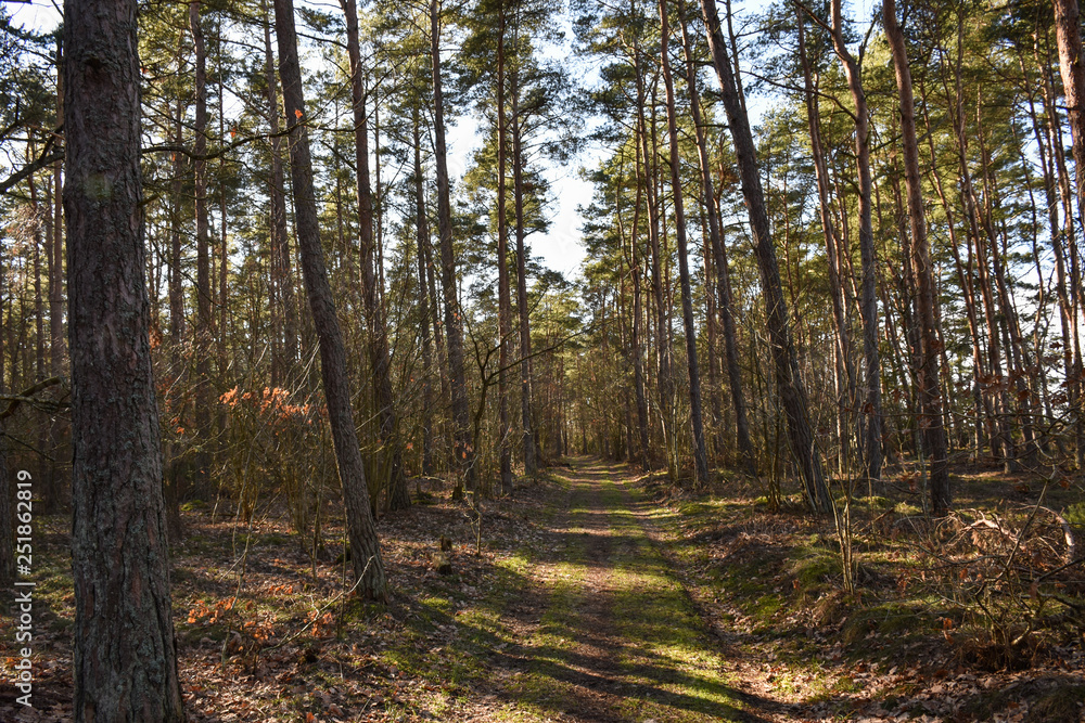 Obraz premium Natural trail in a pine tree forest