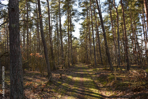 Natural trail in a pine tree forest