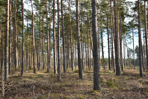 Bright pine tree forest