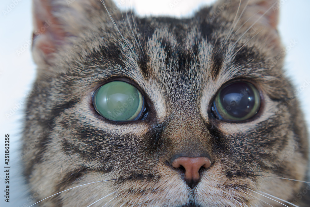 Acute glaucoma in adult cat, intraocular presure increased and blind at presentation, keratic precipitates Acute glaucoma in adult cat, intraocular presure increased and blind at presentation, keratic precipitates