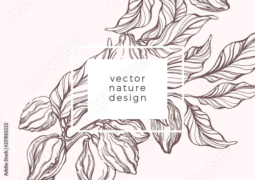 Vector template, botanical cacao tree, bean. Sweet food, chocolate