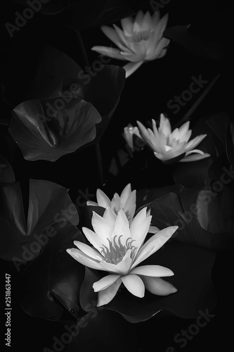 Monochrome water lily against a dark background in the water