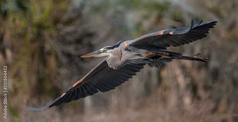 Obraz premium Great Blue Heron 