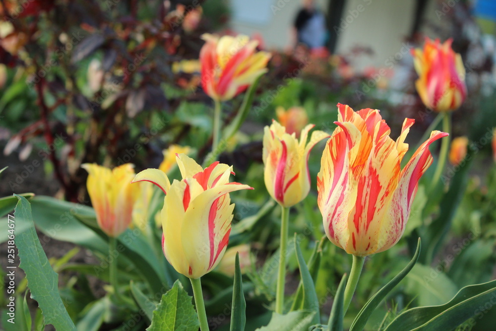 Close view of colorful yellow and red tulips from the garden collected on March 8 Close view of colorful yellow and red tulips from the garden collected on March 8