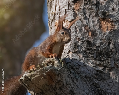 Eichhörnchen im Baum © Micha Trillhaase