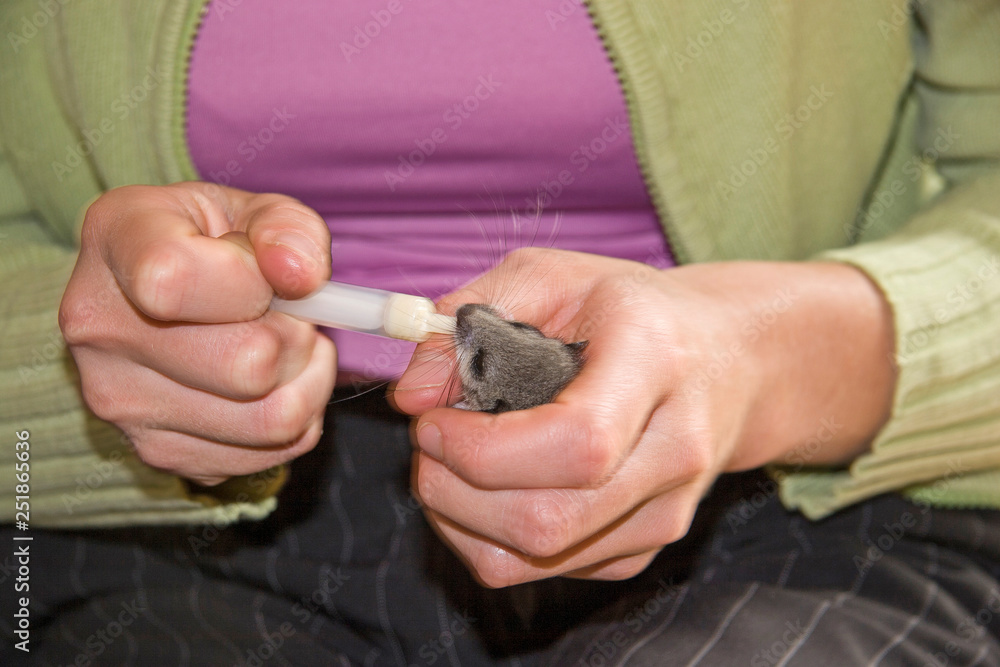 Obraz premium Fütterung eines Siebenschläferbabys