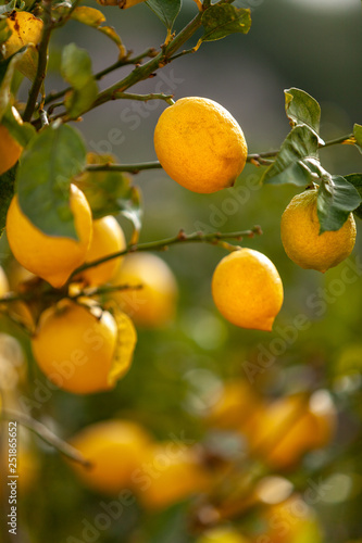 Fresh juicy ripe lemons on a branch. Natural background