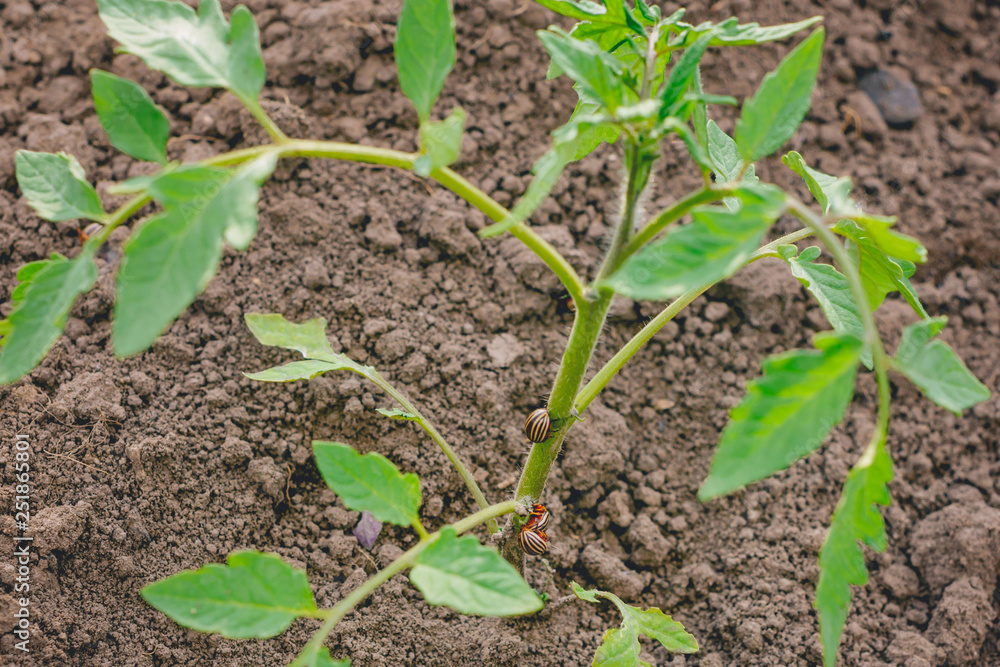 Flowering strawberry sprouts in spring and summer. Flowering strawberry sprouts in spring and summer.