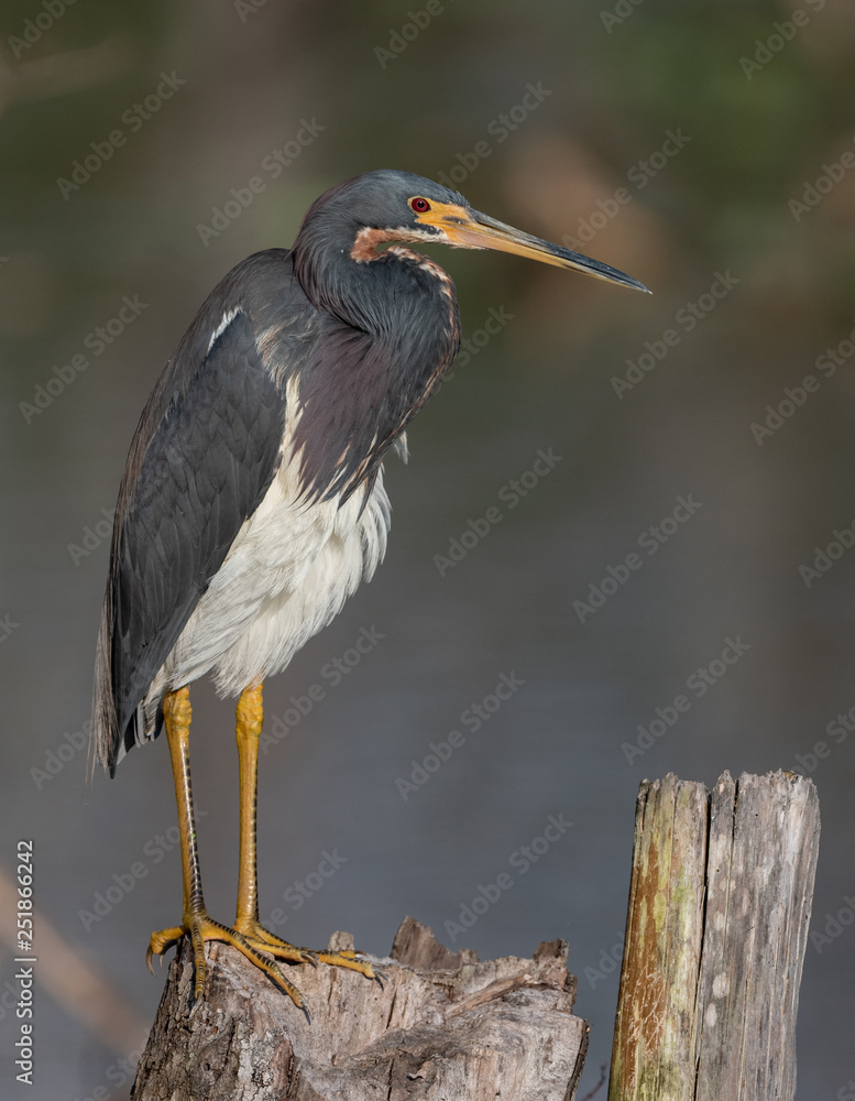 Fototapeta premium Tricolored Heron