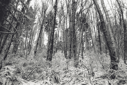 Color image of a snowy landscape of a winter forest right outside of Portland, Oregon.