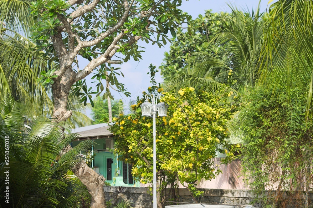 Fototapeta premium Maldivian garden with plants and a street lamp (Ari Atoll, Maldives)