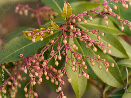 Pieris japonica. Fleurs non matur  es en forme de panicules en fin d hiver de l Androm  de du Japon