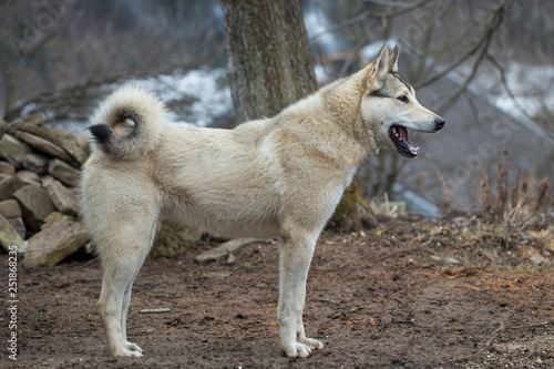 hunting dog West Siberian Laika