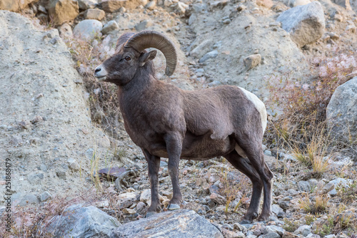 Wild Colorado Rocky Mountain Bighorn Sheep