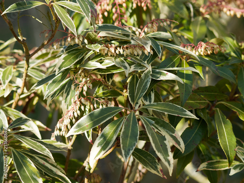 Pieris japonica 'Variegata'. Andromède du Japon panachée. Un arbuste ornemental aux feuilles de couleur vert foncé, marginées de blanc crème et aux fleurs en grappes rosâtres en fin d'hiver photo